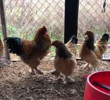 12 Buff Brahma Hatching Eggs