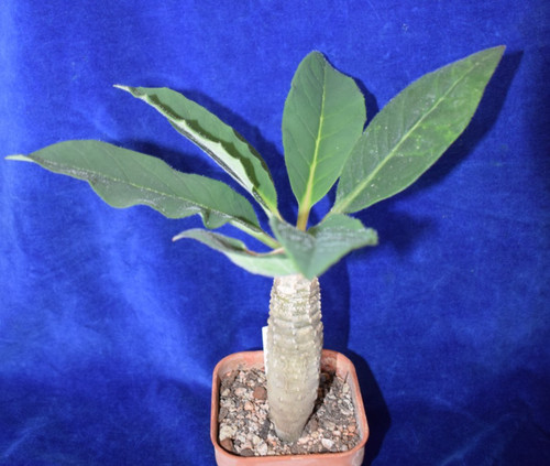 Rare euphorbia ankarensis - rare,