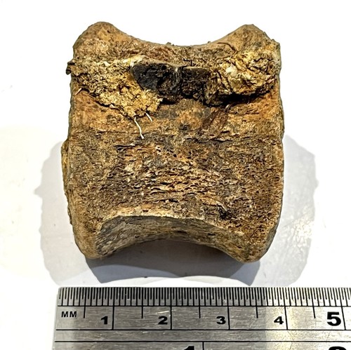 Hadrosaur tail vertebra lance - tail,