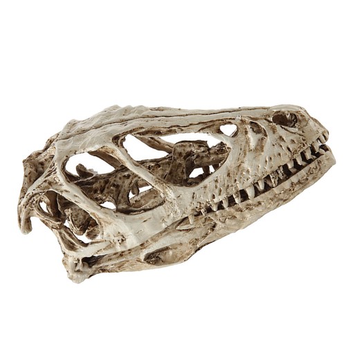 Realistic animals skull head - animals,