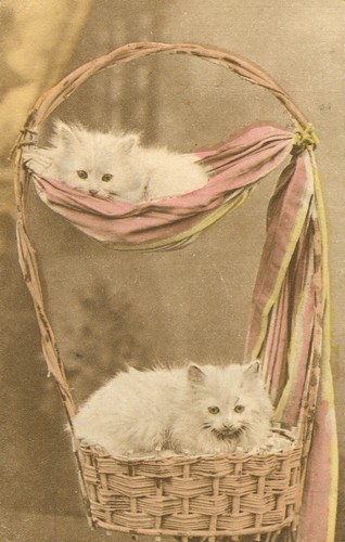 Kittens cats little - 2, beauties