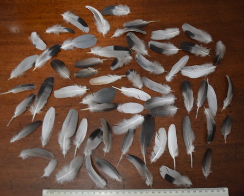 120 bird feathers - for, crafts