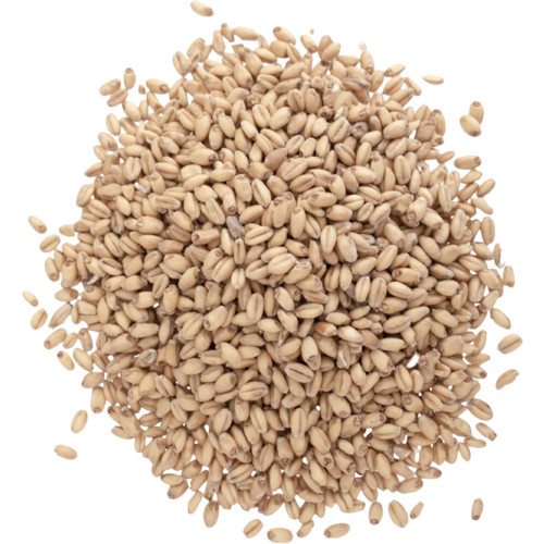 White wheat malt grain - white,