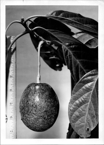 Measuring stem avocado - measuring,
