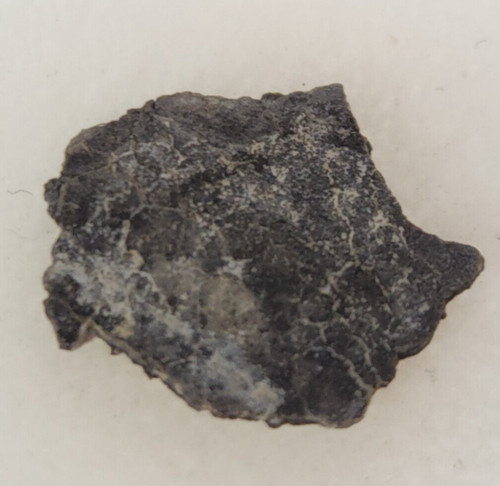 Hadrosaur egg shell - hadrosaur, fossil