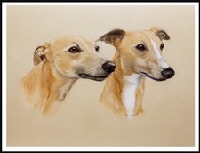 WHIPPET TWO DOGS HEAD STUDY
