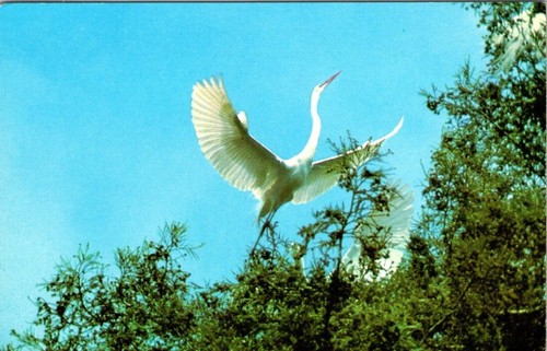 Great egret heronry - great, at