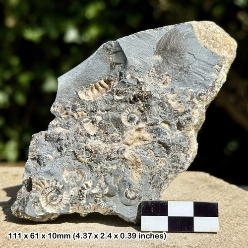 Promicroceras ammonite fossil - ammonite,