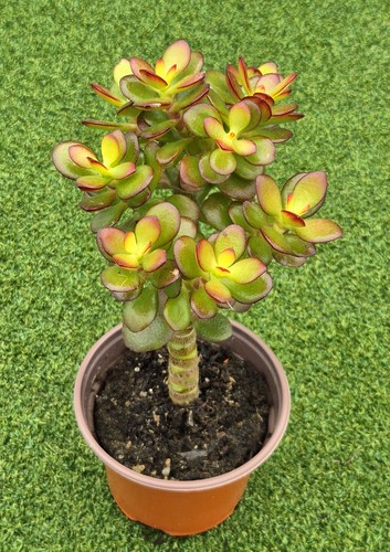 Crassula ovata crosby s - crassula,