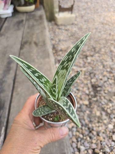 Tiger aloe - tiger, (aloe
