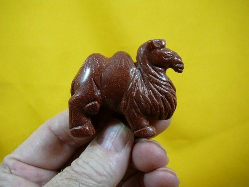 Camel camels - (y-cam-703),