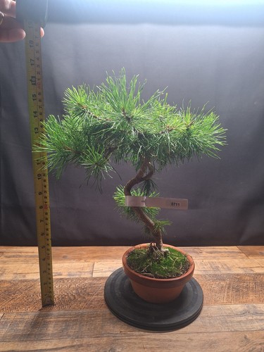 Scotts pine bonsai tree - , in
