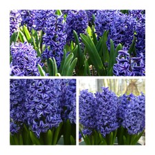 Blue Jacket Hyacinth Flower