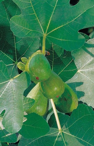 One fig tree - fig, turkey