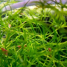 Guppy grass najas - -,