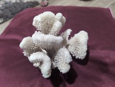 Large White Coral Piece 5x6 Inches 