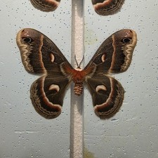 Hyalophora Cecropia The Robin