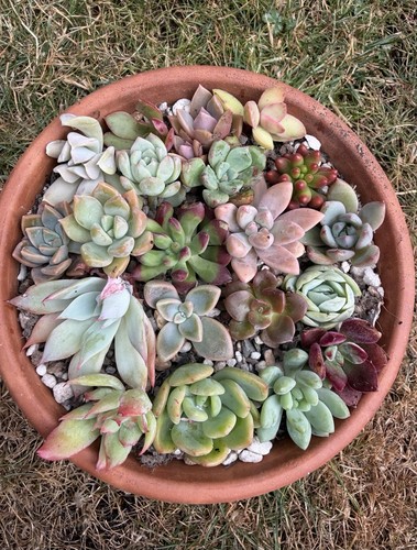 Different succulent - 20,