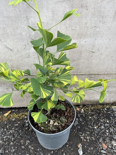 Ginkgo yellow mellow - mellow', 40/60cm