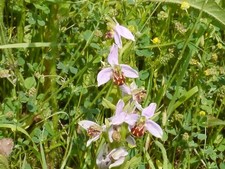 Ophrys apifera (Bee orchid) x1