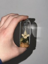 Red Fox Vertebrae Display Dome