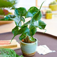 Alocasia Stingray Plant |