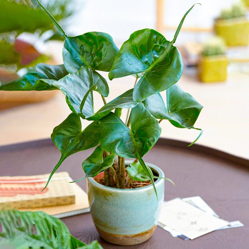Alocasia stingray plant - stingray, |
