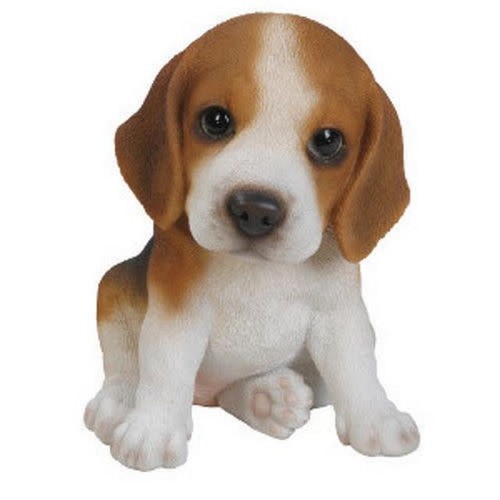New beagle puppy - beagle, pal