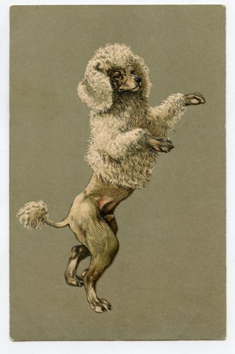 Beautiful poodle dog - dog,