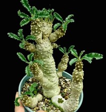 Dorstenia lavrani Caudex