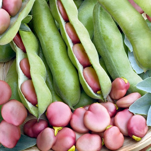Pink karmazyn broad beans - pink,