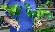 Large  Anubias barteri Broad