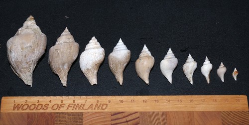 Eocene gastropod sycostoma - eocene,