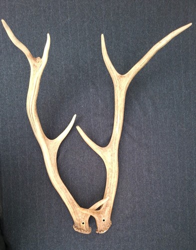 Pair sika deer - pair,