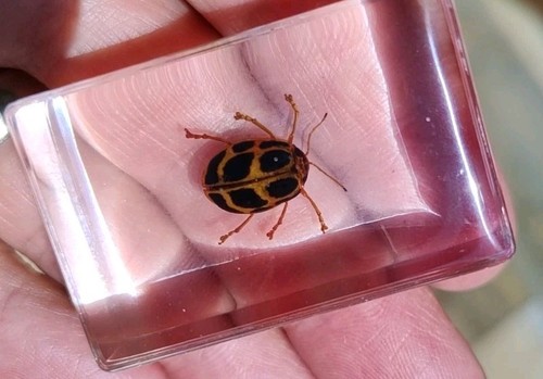Real ladybird ladybug lady bug - ladybird,