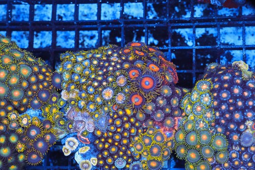 Copy multi zoanthid combo - copy,