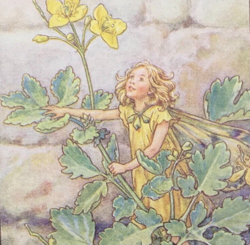 Greater celandine fairy cicely - greater,
