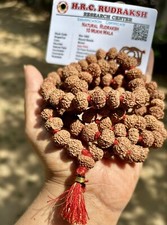 LAB CERTIFIED Rare 10 Mukhi