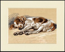 WELSH SPRINGER SPANIEL