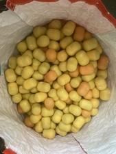 KINDER SURPRISE VINTAGE TOYS IN EGGS MINT UNUSED X 288 AMAZING COLLECTION 