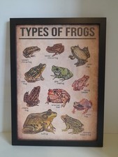 Types of Frogs Wall Art Print Decor Frog Poster Gift Idea - Beautiful illustions