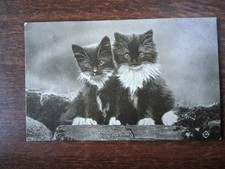 Beautiful Black And White Kittens Valentine's Postcard Posted 1917