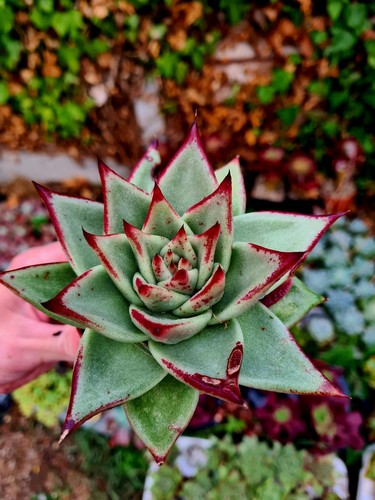 Echeveria sirius succulent - echeveria,