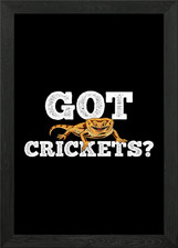 Bearded Dragon Lizard Framed