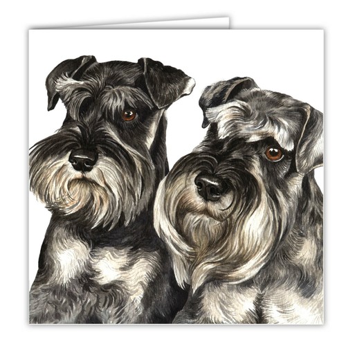 Miniature schnauzer pair - miniature,
