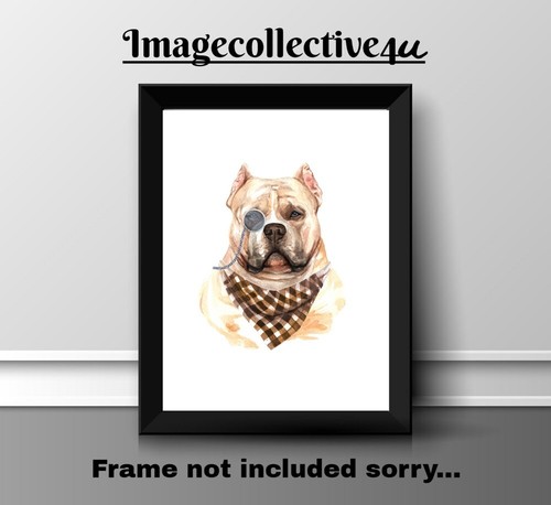 American bully pet - american,