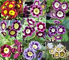 PRIMULA AURICULA SEEDS MIX HYBRID UNUSUAL VIVID BICOLOR PERENNIAL - SOW ANYTIME