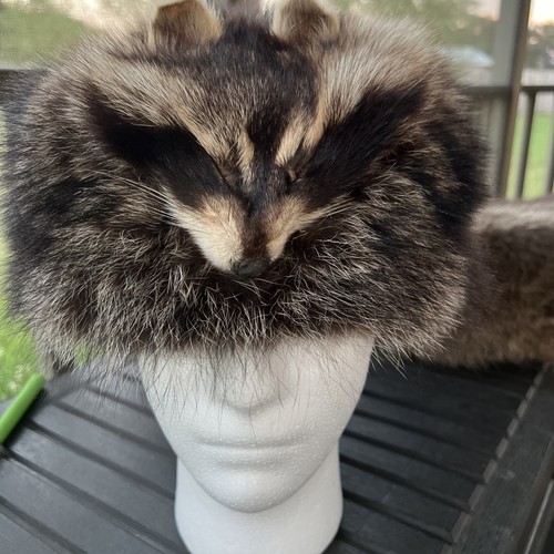 Raccoon hat 100 - hat, 100%