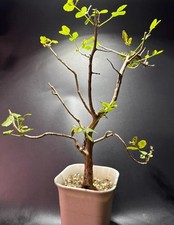 Rare bursera fagaroides - rare,