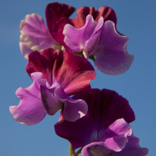 SWEET PEA - PURPLE PIMPERNELL